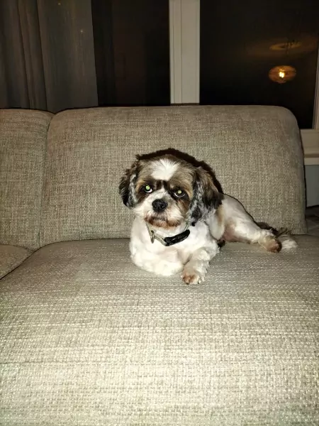 Lief teefje van 9 jaar - afbeelding 1