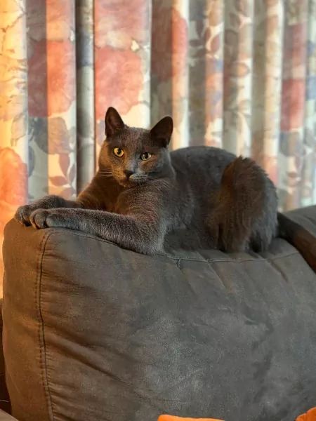 Blauwe rus 4,5 jaar - afbeelding 3