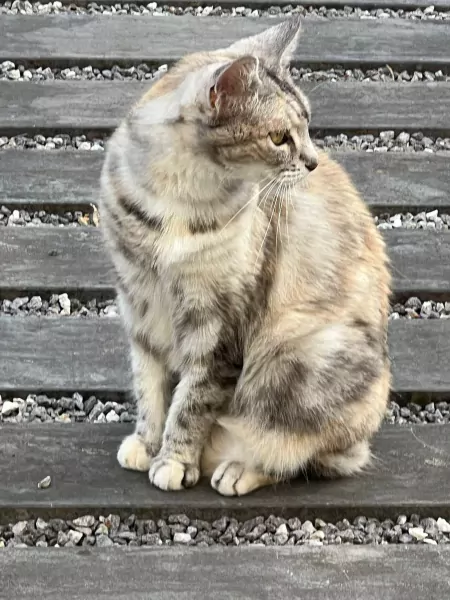 Prachtige kat zoekt huis - afbeelding 3