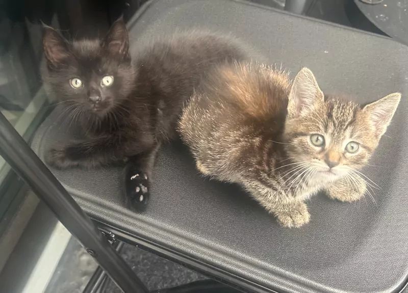kittens te koop - afbeelding 6