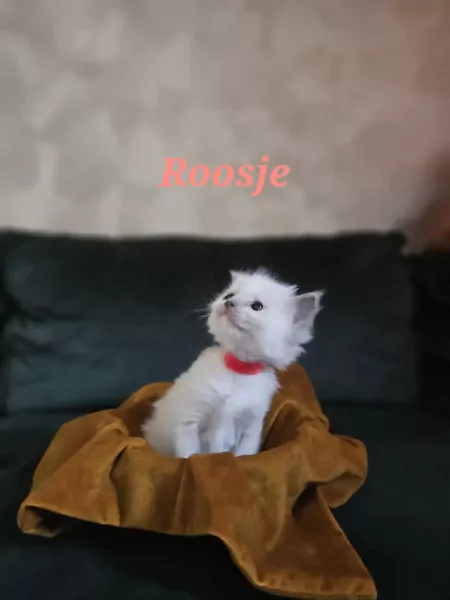 nestjes