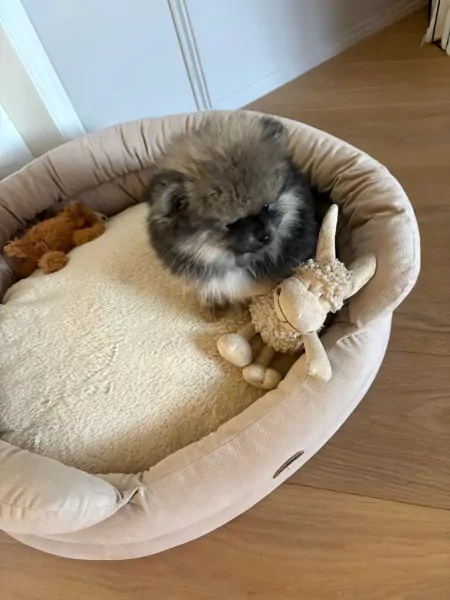 Mooi klein pomeriaan puppy teefje - afbeelding 5