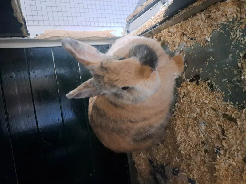 Lieve konijnen - afbeelding 5