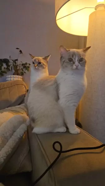 2 lieve poezen zusjes met blauwe ogen - afbeelding 2