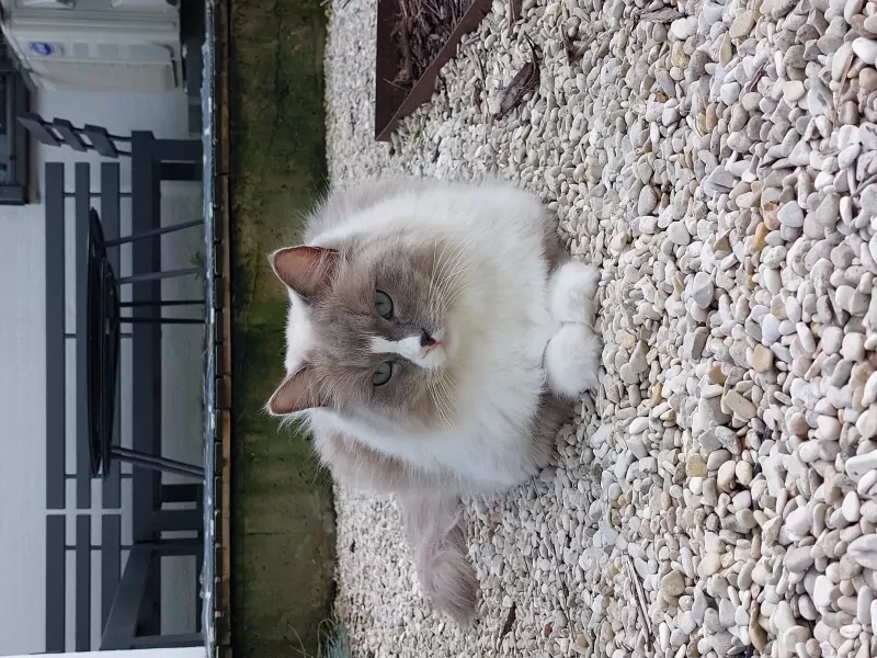 Ragdoll 4 jaar - afbeelding 4