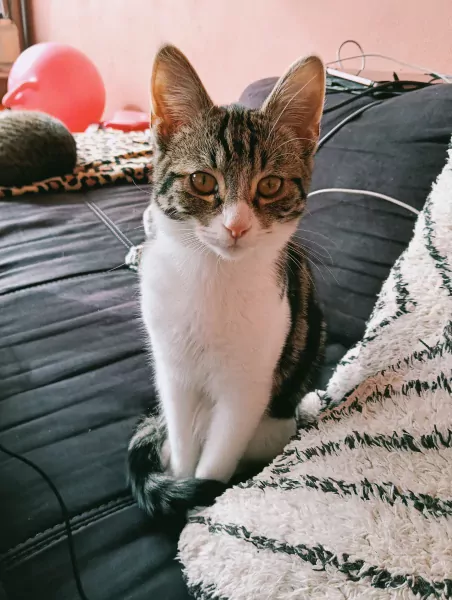 Super lief katertje (8mnd) zkt forever home 🩵! - afbeelding 1