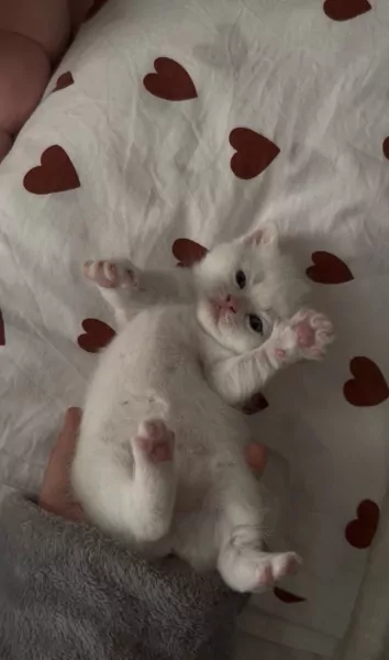British korthaar kitten - afbeelding 4