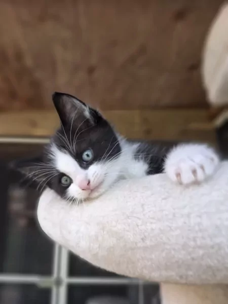 Ragdoll kittens - afbeelding 5