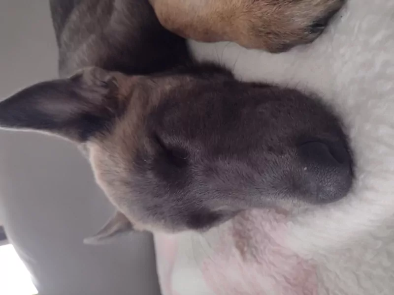 Mechelse Herder pup van 14 weken. Teefje - afbeelding 6