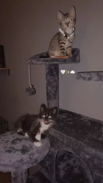 Kittens te koop - afbeelding 5