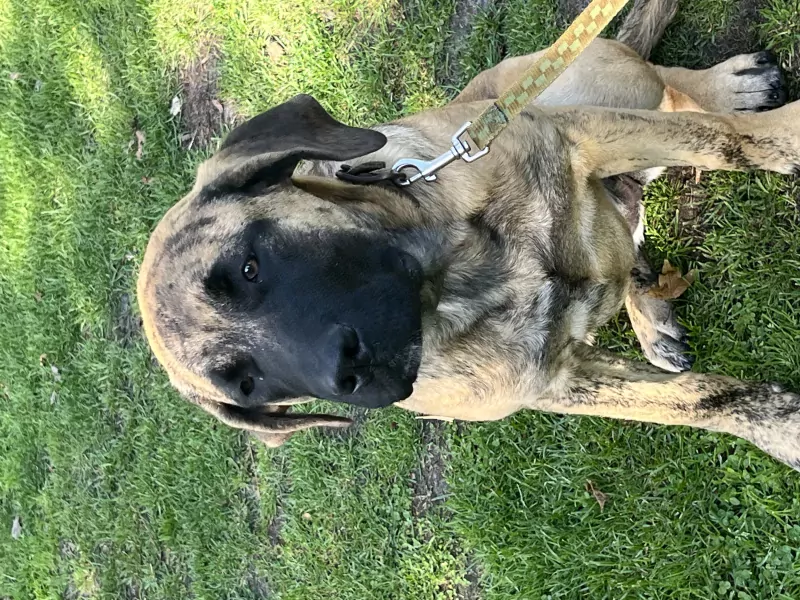 Supermooie waakhond ! - afbeelding 3