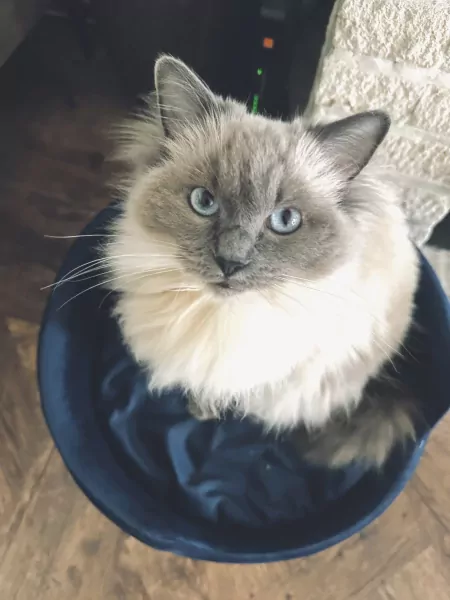 Ik zoek nieuw plekje voor mijn katje - afbeelding 5