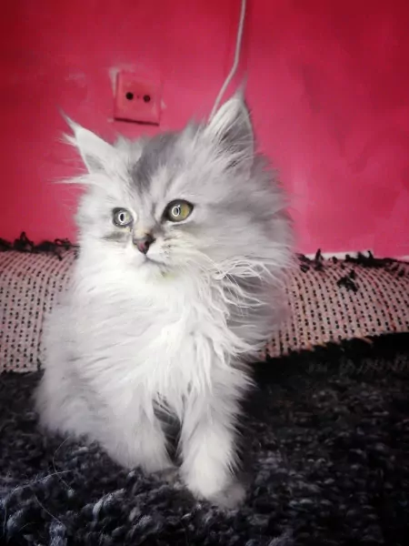 Ragdoll mix Perzische kittens - afbeelding 4
