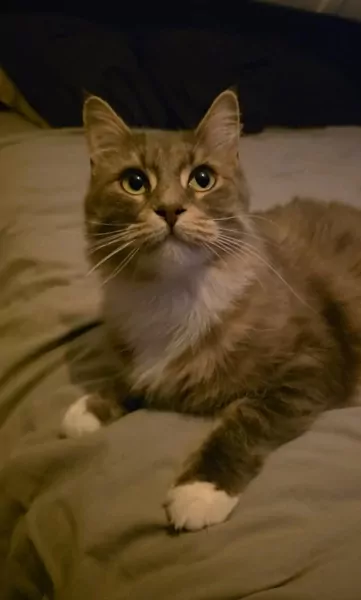 Maine coon/Ragdoll - afbeelding 3