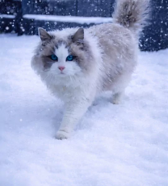 Ragdoll - afbeelding 5