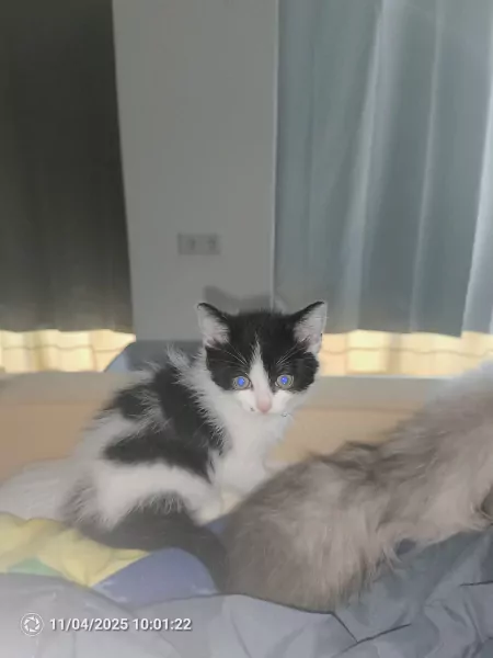 Kitten - afbeelding 2