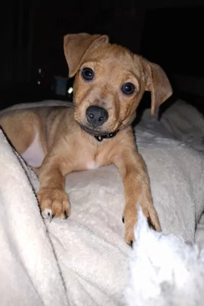 Lieve Jack Russell puppy van 4 maand. - afbeelding 6