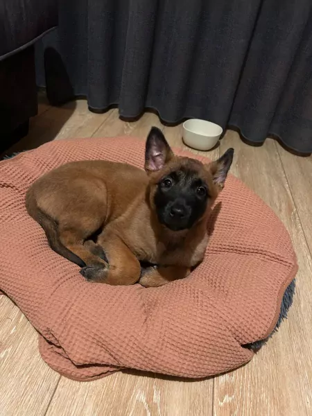 Prachtig mechelse herder - afbeelding 2