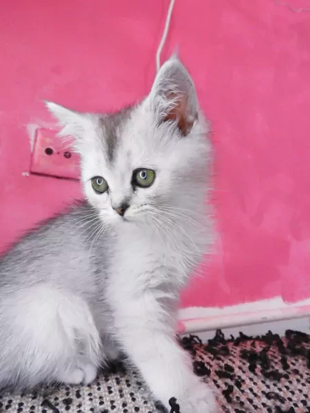 Ragdoll mix Perzische kittens - afbeelding 3