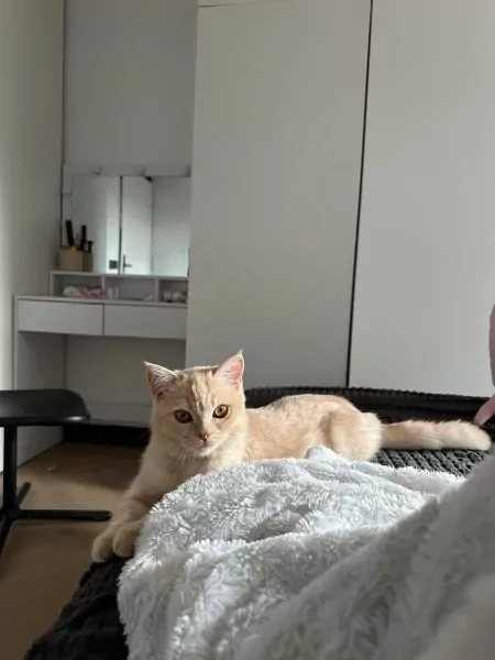 5 maanden oud kat met spullen - afbeelding 2