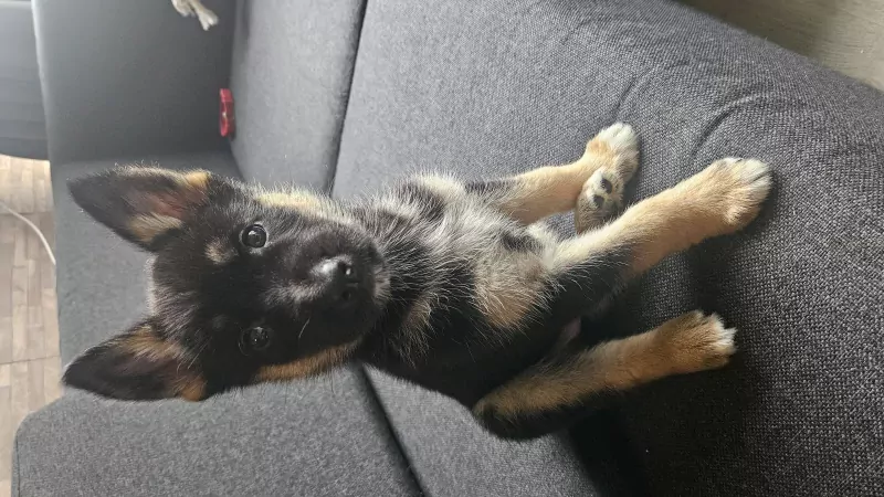 Wegens omstandigheden te koop - afbeelding 6