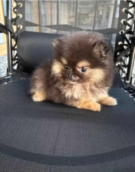 Pomeranian puppy te koop - afbeelding 2