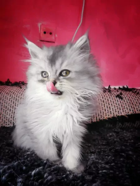 Ragdoll mix Perzische kittens - afbeelding 5