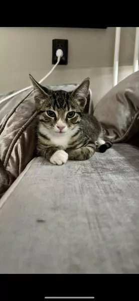 2 katers - afbeelding 4