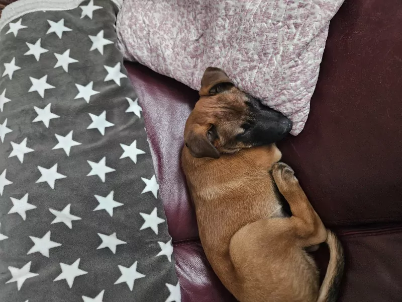 Mechelse herder - afbeelding 4