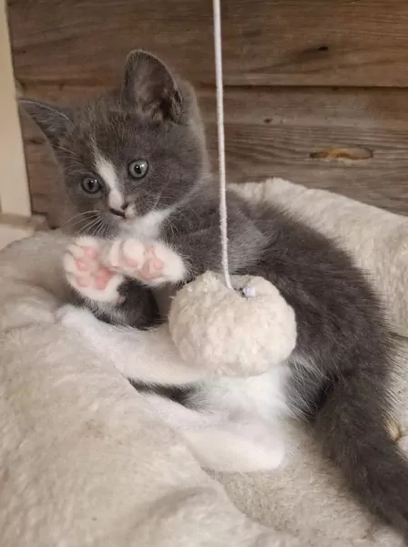 Ragdoll kittens - afbeelding 6