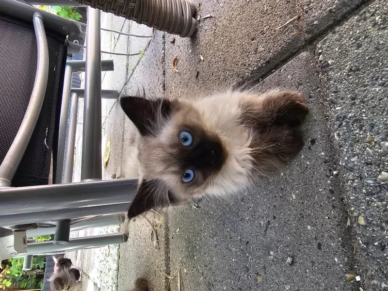 Kittens - afbeelding 4