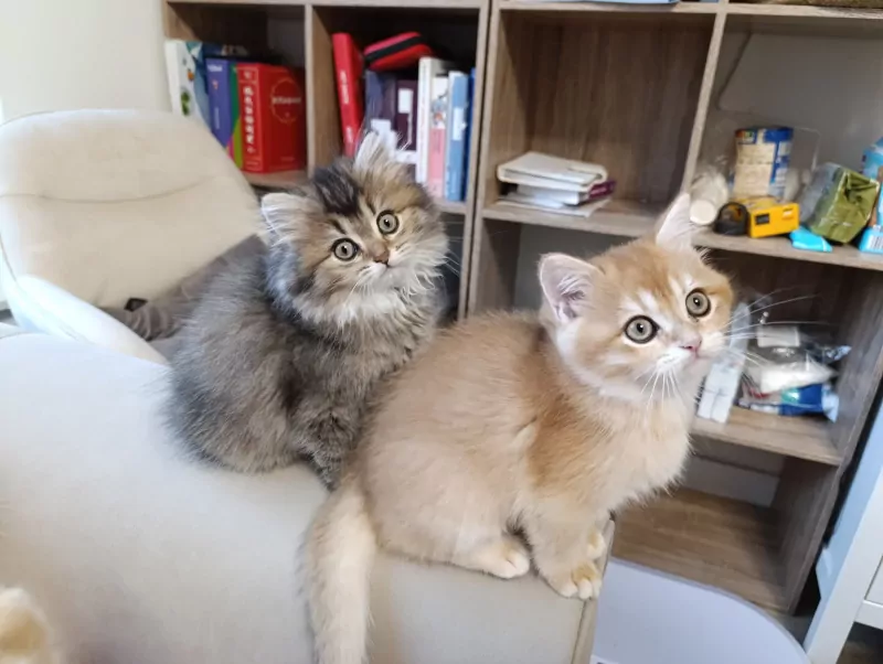 Brits korthaar en langhaar kittens - afbeelding 3