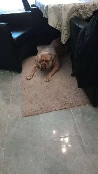 American bully - afbeelding 2