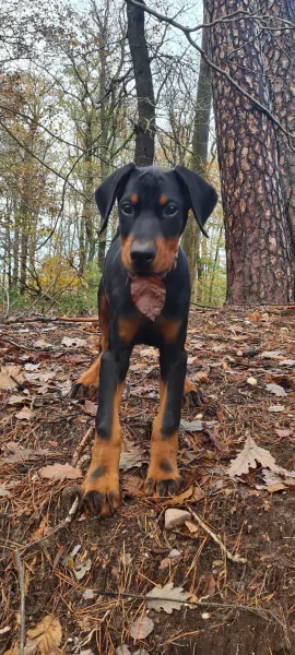 Lieve prachtige Dobermann reu te koop - afbeelding 3