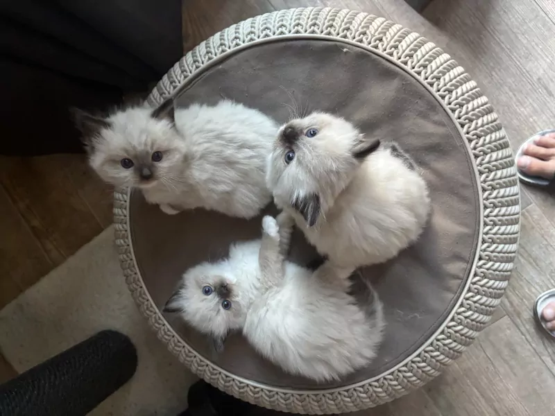 Ragdoll kitten - afbeelding 2