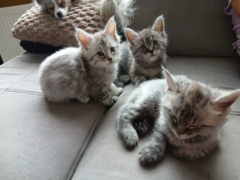 Mainecoon xl - afbeelding 3