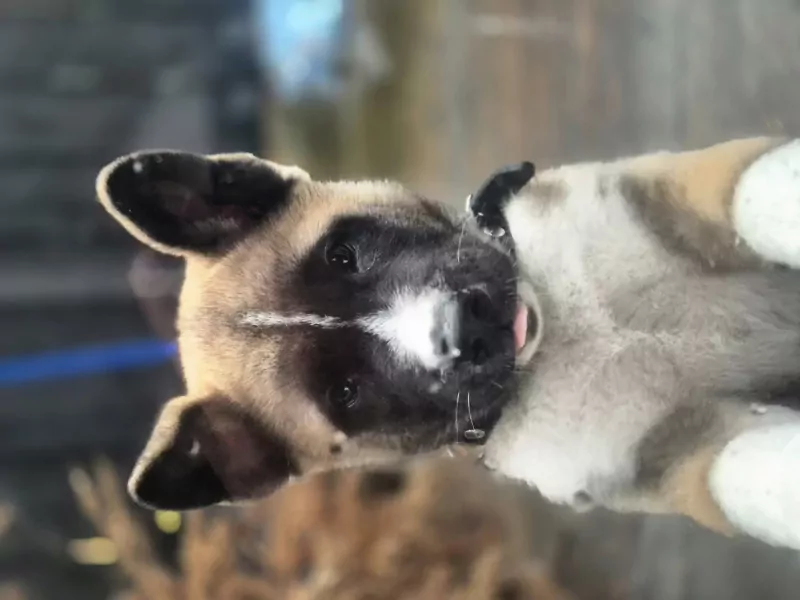 Lieve Amerikaanse akita van 12 weken oud. - afbeelding 4