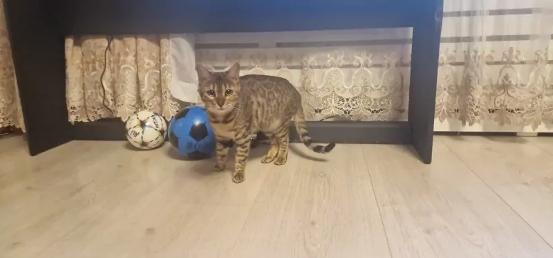 Bengaalse kat - afbeelding 3