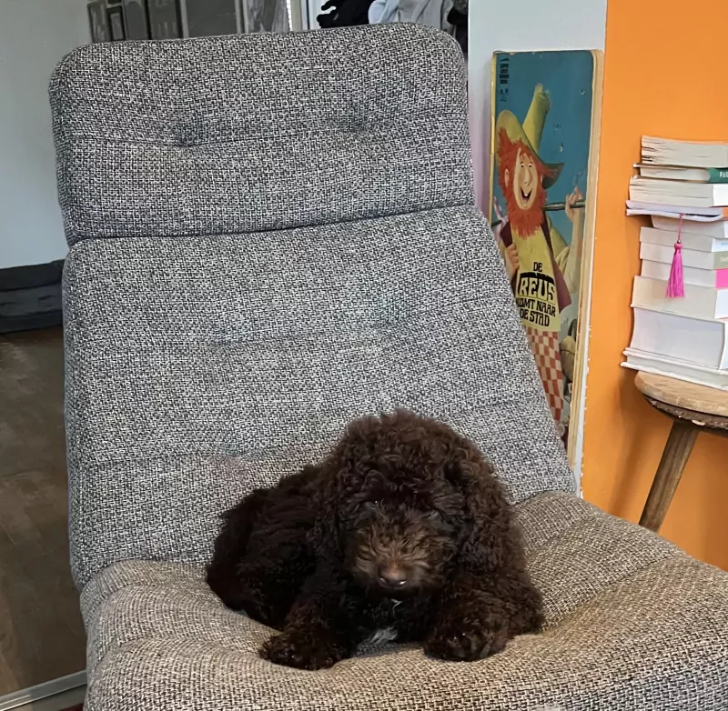 Labradoodle pup te koop - afbeelding 3