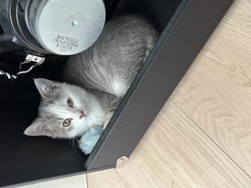 Kitten - 12 weken (alles mag mee) - afbeelding 1
