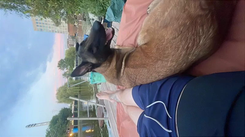 Mechelse herder met stamboom en werklijn - afbeelding 2