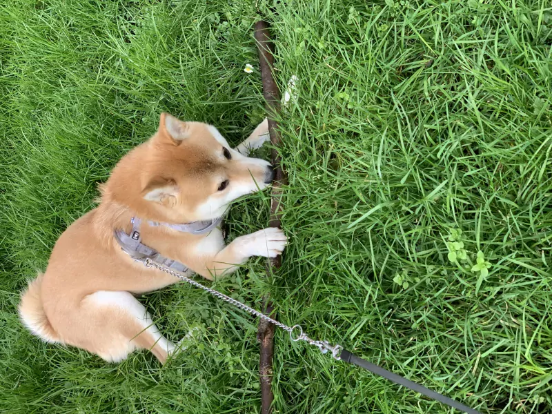Prachtige en lieve hond, kruising shiba en keeshond te koop - afbeelding 3