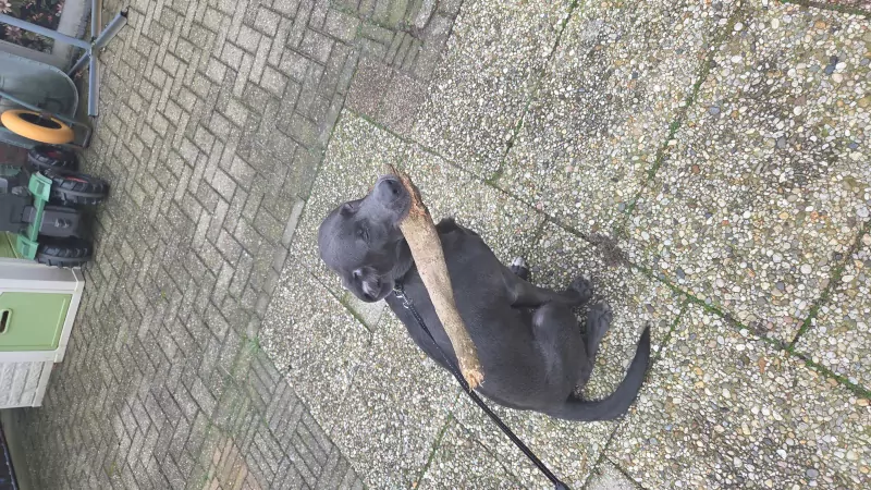 Onze mack zoekt een gouden mandje - afbeelding 6