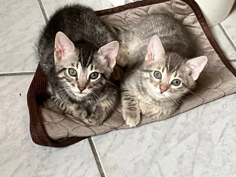 Twee lieve Bengaalse kittens - afbeelding 1