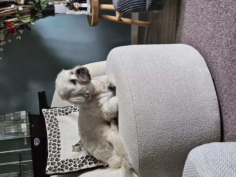 Lief boomer hondje - afbeelding 5