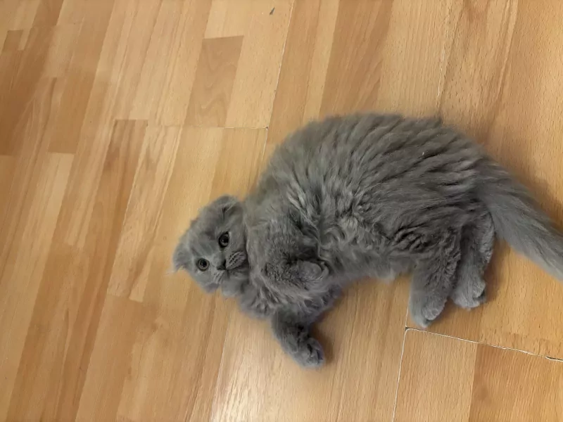 Lichtgrijze Britse langhaar scottish fold - afbeelding 6