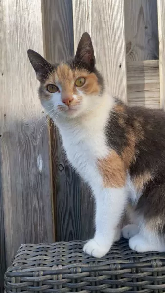 Poes zoekt nieuw huisje - afbeelding 1