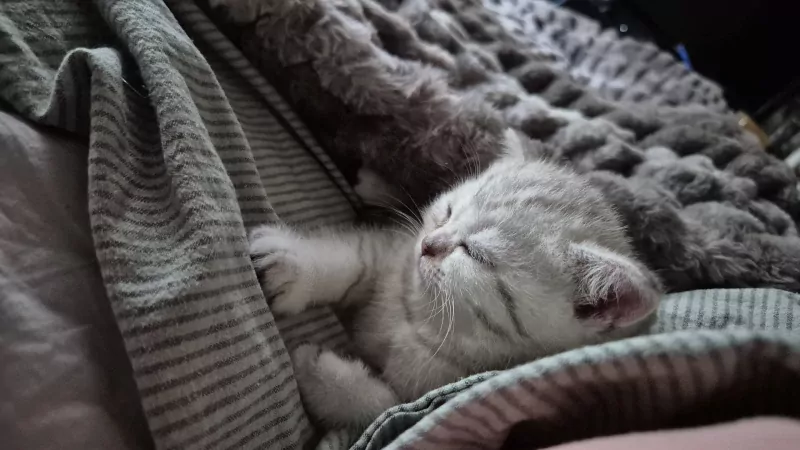 Britse Korthaar Kittens - afbeelding 5