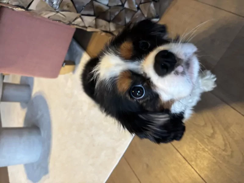 Lieve Bruno heeft een nieuw thuis nodig - afbeelding 3