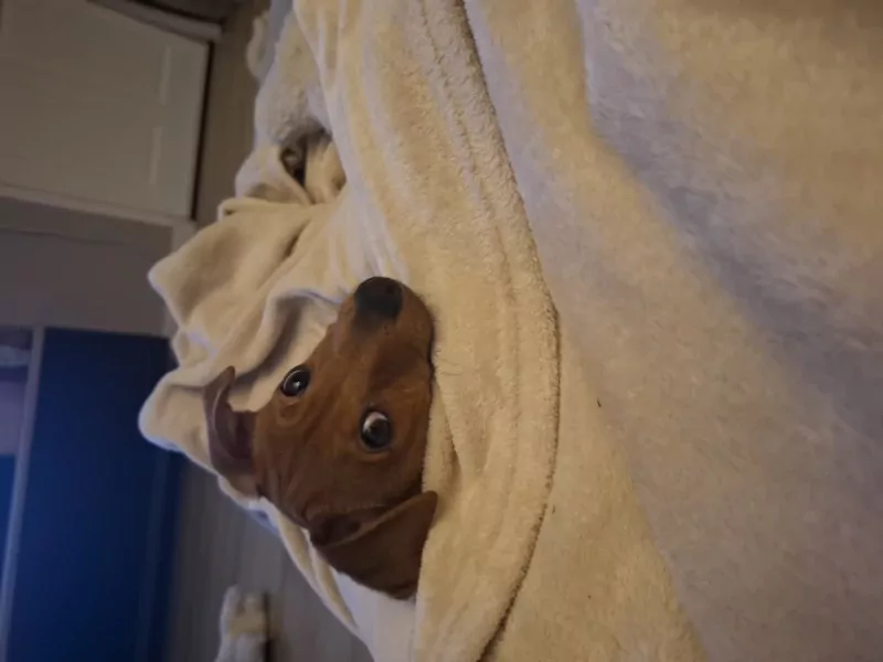 Lieve Jack Russell puppy van 4 maand. - afbeelding 3